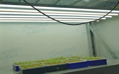 UV紫外線照射實驗：植物如何應對自然環(huán)境中的紫外線威脅？